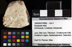 Foto (Objket + Etiketten) von Decapoda indet. 